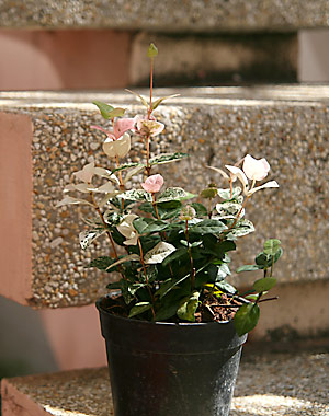 20070508_cook3